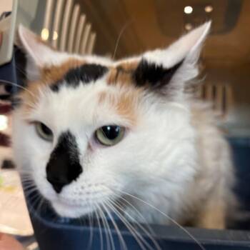 Autumn -  Domestic Medium Hair Cat for Adoption in Allentown, Pennsylvania - Autumn | PetCurious