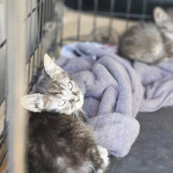 Kitten Fosters Needed -  American Shorthair Cat for Adoption in Kirkland, Washington - Kitten Fosters Needed | PetCurious