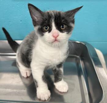 Javert -  Domestic Short Hair Cat for Adoption in Plover, Wisconsin - Javert | PetCurious