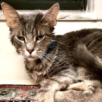 Marbles -  Domestic Short Hair Cat for Adoption in Lakeland, Florida - Marbles | PetCurious