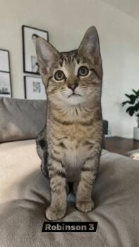 Robinson 3 -  Domestic Short Hair Cat for Adoption in Sullivan, Indiana - Robinson 3 | PetCurious