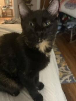 Annie -  Domestic Short Hair Cat for Adoption in Crescent City, Florida - Annie | PetCurious