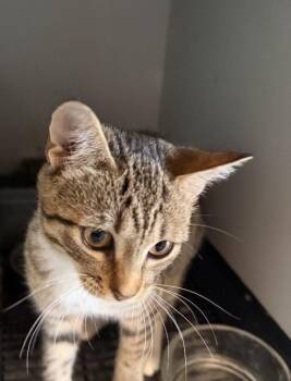 Domestic Short Hair Cats Available for Adoption - Doja | PetCurious