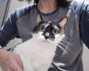 Rescue Domestic Short Hair Cats for Adoption in Dickson, Tennessee - Marina | PetCurious