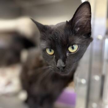 Domestic Long Hair Cats Available for Adoption - Kellogg