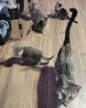 Rescue Domestic Short Hair Cats for Adoption in Verona, Wisconsin - Granny Smith | PetCurious