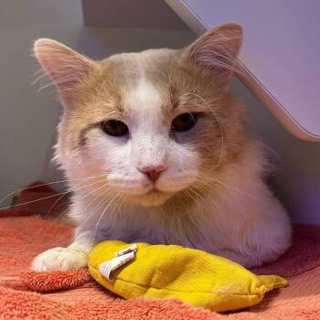 Dusty -  Domestic Medium Hair Cat for Adoption in Westhampton, New York - Dusty | PetCurious