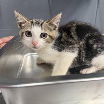 TUSC-Stray-84943 -  Domestic Short Hair Cat for Adoption in Tuscaloosa, Alabama - TUSC-Stray-84943 | PetCurious