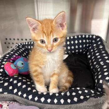 Strode -  Domestic Short Hair Cat for Adoption in Clavet, Saskatchewan - Strode | PetCurious