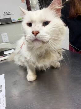 Walter White -  Domestic Long Hair Cat for Adoption in Fall River, Massachusetts - Walter White | PetCurious