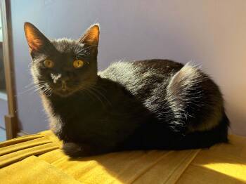 Vera (cat Cafe) -  Domestic Short Hair Cat for Adoption in West Lafayette, Indiana - Vera (cat Cafe) | PetCurious