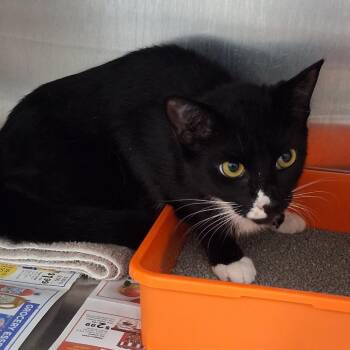 Slammy -  Domestic Short Hair Cat for Adoption in Auburn, Alabama - Slammy | PetCurious