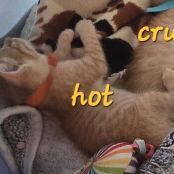 Fiery Hot Cheeto -  Domestic Short Hair Cat for Adoption in Westminster, California - Fiery Hot Cheeto | PetCurious