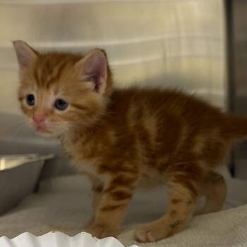 Andrea Bocelli -  Domestic Short Hair Cat for Adoption in Asheville, North Carolina - Andrea Bocelli | PetCurious