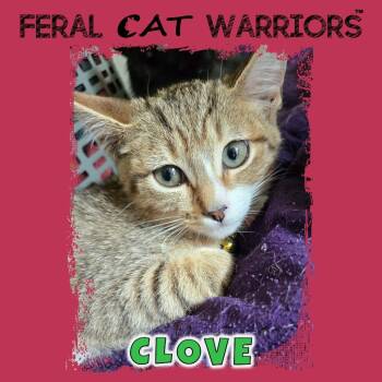Clove -  Domestic Short Hair Cat for Adoption in Kingman, Arizona - Clove | PetCurious