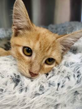 Rescue Domestic Short Hair Cats for Adoption in Chapel Hill, North Carolina - Gill | PetCurious