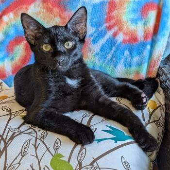 Rescue Domestic Short Hair Cats for Adoption in Dickson, Tennessee - Jett | PetCurious