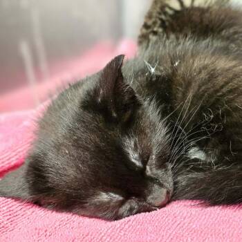 Benji -  Domestic Short Hair Cat for Adoption in Rocky Mount, Virginia - Benji | PetCurious