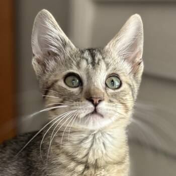 Aretha -  Domestic Short Hair Cat for Adoption in Oracle, Arizona - Aretha | PetCurious