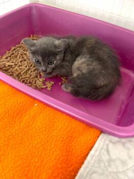 Domestic Short Hair Cats Available for Adoption in Brookings, Oregon - Clementine | PetCurious