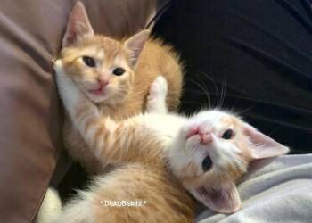BUTTERSCOTCH BONDED TO COCONUT -  Tabby Cat for Adoption in Anthem, Arizona - BUTTERSCOTCH BONDED TO COCONUT | PetCurious