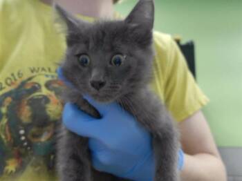 SIDNEY PRESCOTT -  Domestic Short Hair Cat for Adoption in Omaha, Nebraska - SIDNEY PRESCOTT | PetCurious
