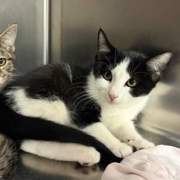 Cher -  Domestic Short Hair Cat for Adoption in Westminster, California - Cher | PetCurious