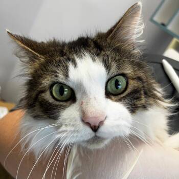 Domestic Medium Hair Cats Available for Adoption - Blueberry | PetCurious