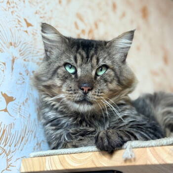 Rescue Domestic Long Hair Cats for Adoption - Sparky | PetCurious