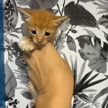 Domestic Short Hair Cats Available for Adoption in Wahiawa, Hawaii - Pumpernickel | PetCurious