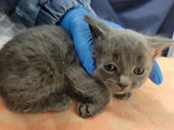Domestic Short Hair Cats Available for Adoption in Palo Alto, California - MAEVE | PetCurious