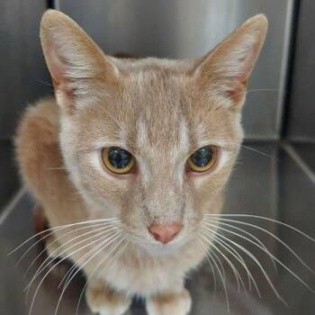 Domestic Short Hair Cats Available for Adoption - Miles | PetCurious