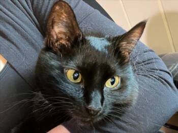 DOWNY -  Domestic Short Hair Cat for Adoption in Derwood, Maryland - DOWNY | PetCurious