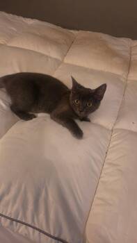 Remmy -  Domestic Short Hair Cat for Adoption in Murfreesboro, Tennessee - Remmy | PetCurious