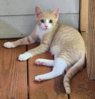 Baby -  Domestic Short Hair Cat for Adoption in St. Augustine, Florida - Baby | PetCurious