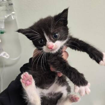Twinkle -  Domestic Short Hair Cat for Adoption in Waldorf, Maryland - Twinkle | PetCurious