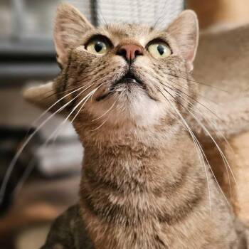 Charlotte -  Domestic Short Hair Cat for Adoption in Wilsonville, Oregon - Charlotte | PetCurious