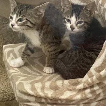 Rescue Tabby Cats for Adoption in Stanwood, Washington - Swizzle And Savant | PetCurious