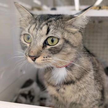 Musa -  Domestic Medium Hair Cat for Adoption in Buffalo, New York - Musa | PetCurious