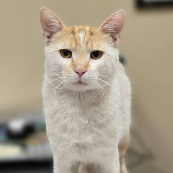 Marvin -  Domestic Short Hair Cat for Adoption in Wickenburg, Arizona - Marvin | PetCurious