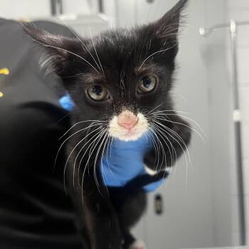 Luka -  Domestic Short Hair Cat for Adoption in Summerville, South Carolina - Luka | PetCurious