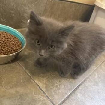 Soot -  Domestic Long Hair Cat for Adoption in Dubuque, Iowa - Soot | PetCurious