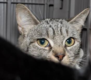 TUNA #3 -  Domestic Short Hair Cat for Adoption in Boston, Massachusetts - TUNA #3 | PetCurious