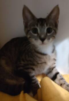 Gneiss -  Domestic Short Hair Cat for Adoption in Phoenix, Arizona - Gneiss | PetCurious