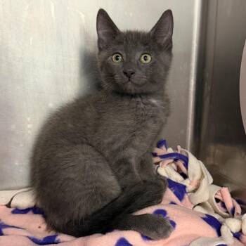 Chai -  Domestic Short Hair Cat for Adoption in West Palm Beach, Florida - Chai | PetCurious