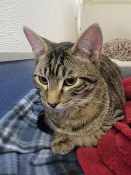 Okra -  Domestic Short Hair Cat for Adoption in Roseville, California - Okra | PetCurious