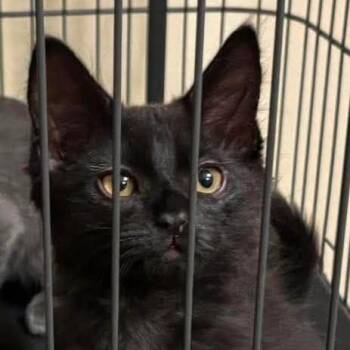 Frost -  Domestic Long Hair Cat for Adoption in Hemet, California - Frost | PetCurious