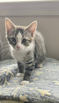 Rescue Domestic Short Hair Cats for Adoption in East Greenville, Pennsylvania - Peony | PetCurious