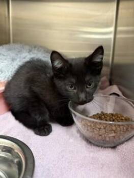 black kitten -  Domestic Short Hair Cat for Adoption in Farmers Branch, Texas - Black Kitten | PetCurious