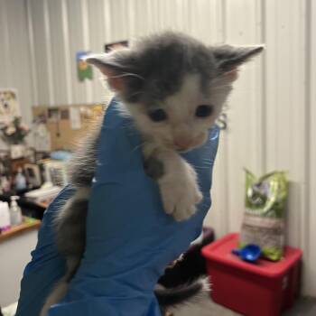Baron Zeppeli -  Domestic Short Hair Cat for Adoption in Stephenville, Texas - Baron Zeppeli | PetCurious